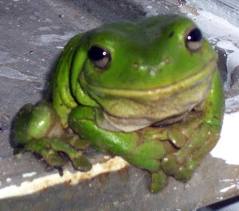 green frog 1