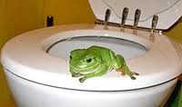 green frog 3