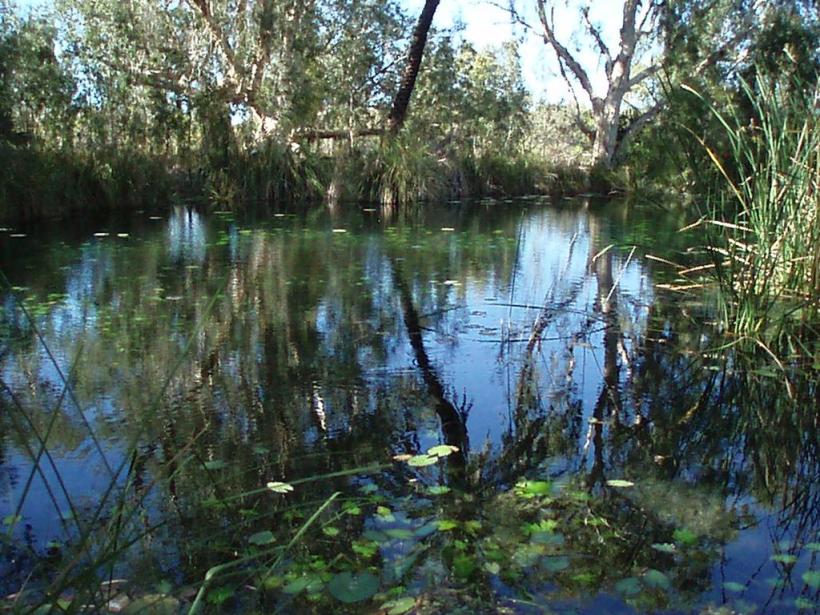 Millstream Lily Pond