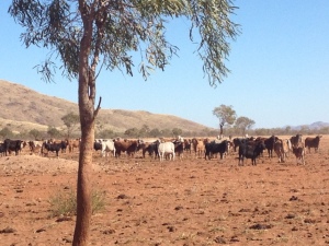 Cattle Station near Alice Springs
