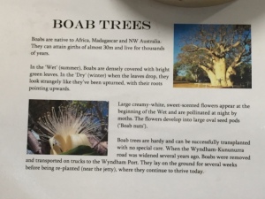 Boab Trees, Wyndham
