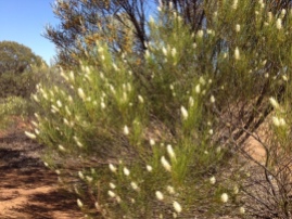 Wildflowers at Canna, Western Australia