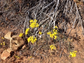 Wildflowers at Canna, Western Australia