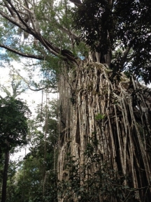 Curtain Fig Tree, Yungaburra