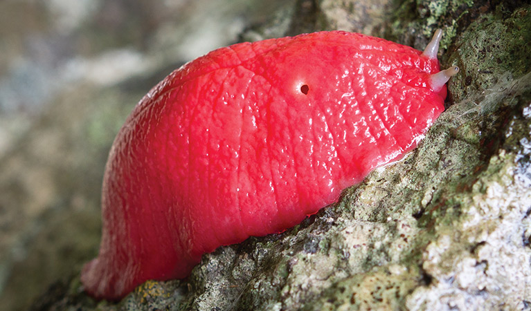 Pink Slug (Triboniophorus aff. graeffei), Mount Kaputar National Park